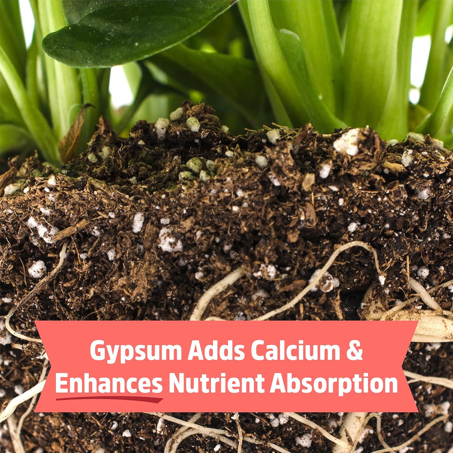 Back to The Roots 100% Organic Bone Meal | Made in The USA | Premium Nutrition for Indoor and Outdoor Plant Gardening