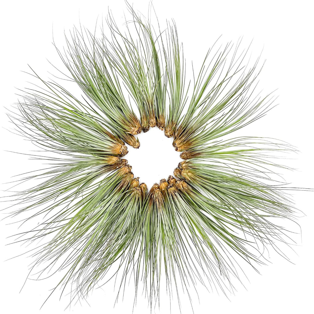 ragnaroc Air Plants Bulk - Tillandsia Juncea Wholesale, Jumbo 8-12" - 30ct - Live Arrival Guaranteed - House Plants for Home Decor & Gift