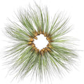 ragnaroc Air Plants Bulk - Tillandsia Juncea Wholesale, Jumbo 8-12" - 30ct - Live Arrival Guaranteed - House Plants for Home Decor & Gift