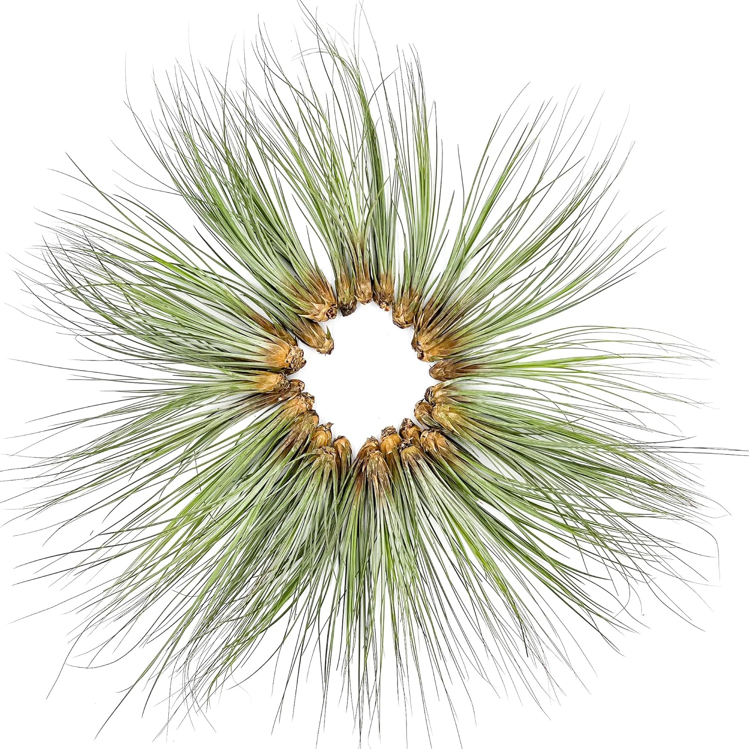 ragnaroc Air Plants Bulk - Tillandsia Juncea Wholesale, Jumbo 8-12" - 30ct - Live Arrival Guaranteed - House Plants for Home Decor & Gift