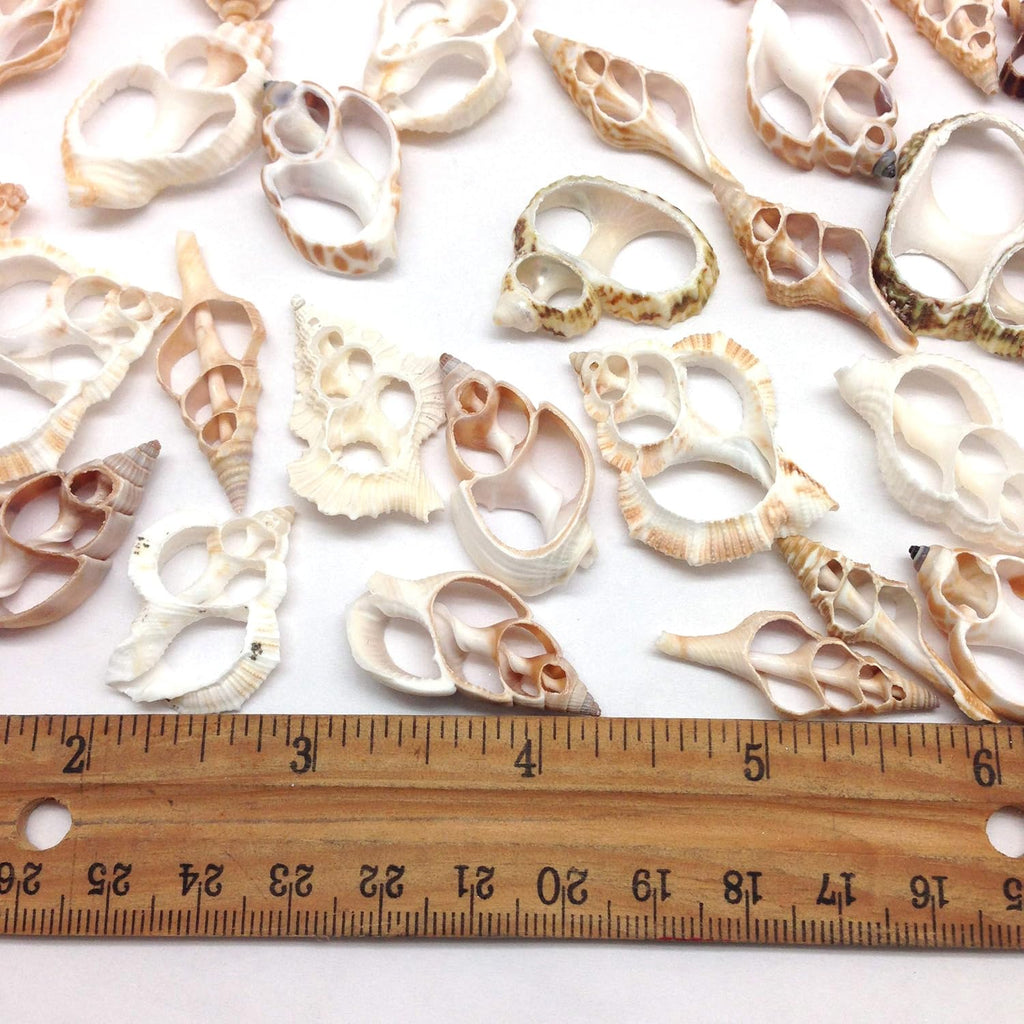 PEPPERLONELY 30PC Center Cut Assorted Mixed Small Sea Shells, 1 Inch ~ 1-1/2 Inch