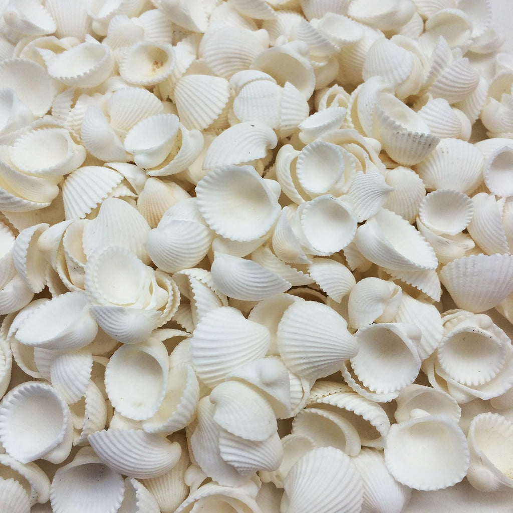 PEPPERLONELY Small White Clam Rose Sea Shells, 8 OZ, 1/3 Inch ~ 3/4 Inch