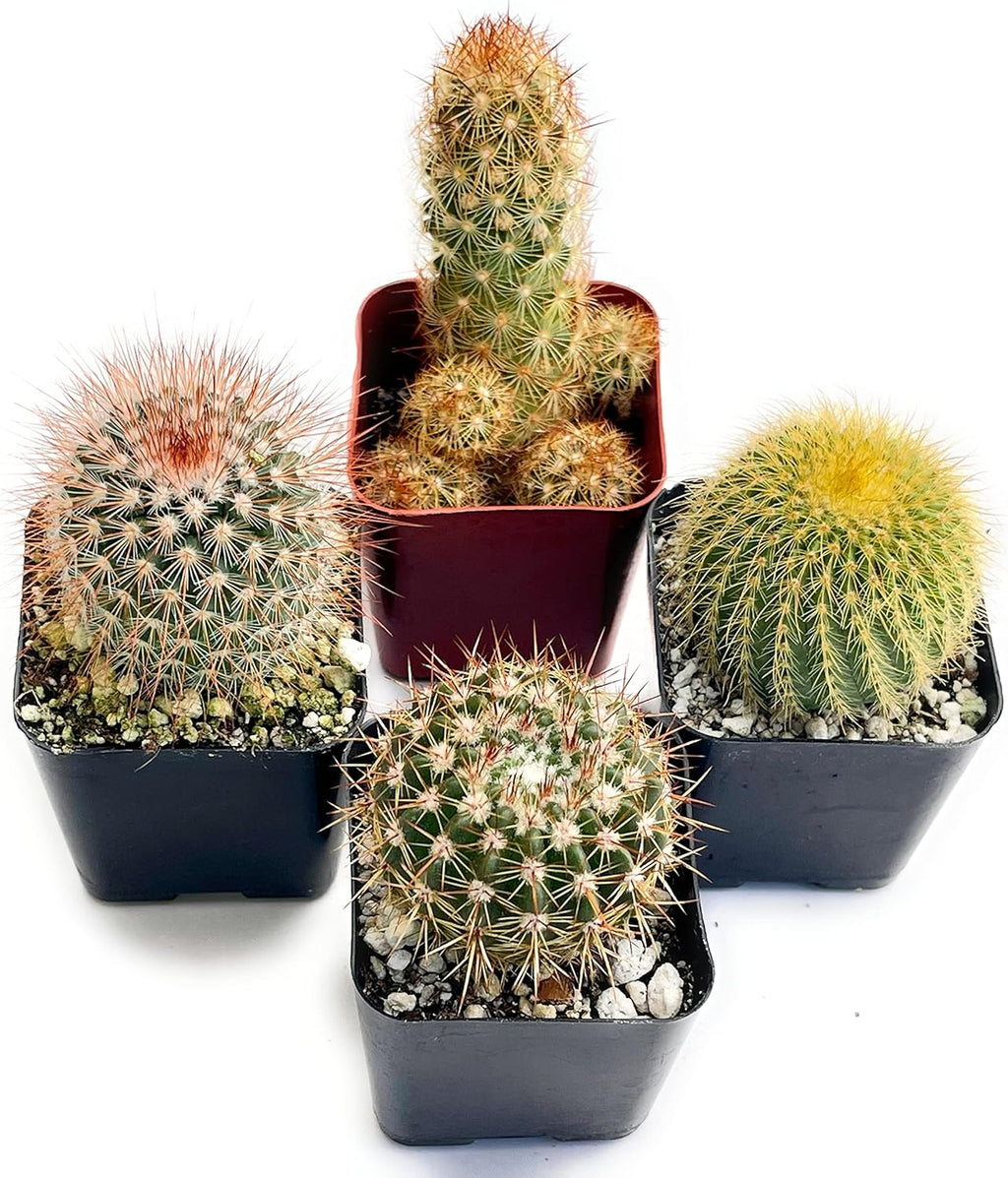 Fatplants Mini Cactus Plants Live Plants (4 Pack), Cactus Plant Indoor Live Plants, Cacti Plants Live Cactus Decor, Succulents Plants Live Houseplants, Mini Cactus Gifts in Cactus Soil Potting Mix