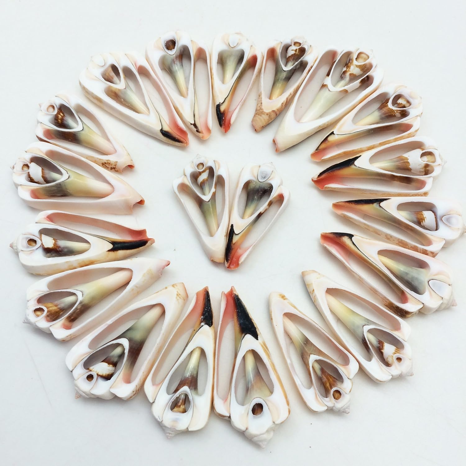 PEPPERLONELY 20 PC Center Cut Strawberry Sea Shells, 1-1/4 Inch ~ 2-1/4 Inch