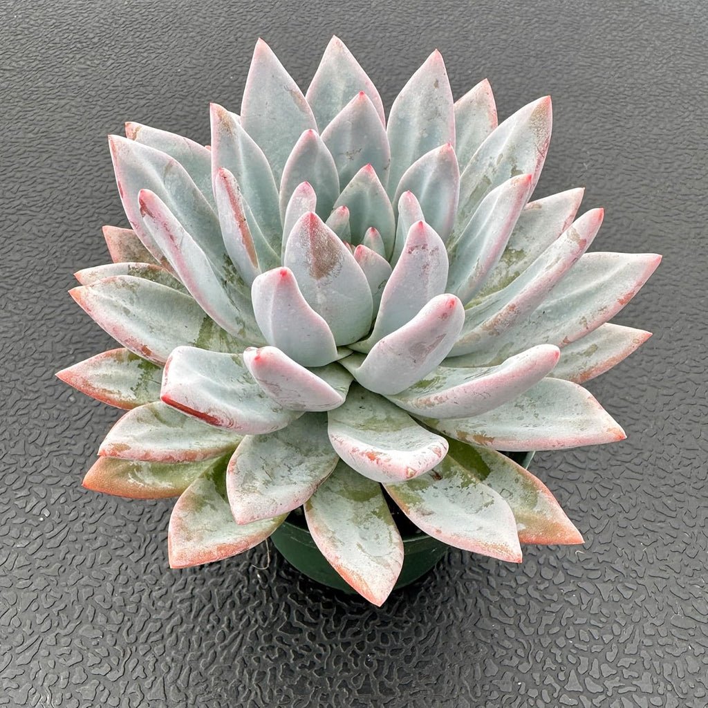Sprout N Green Echeveria Star Snow, Live Succulent Plant Fully Rooted in 4" Pot, House Plant for Indoor Outdoor Home Office Wedding Decoration DIY Project Party Favor