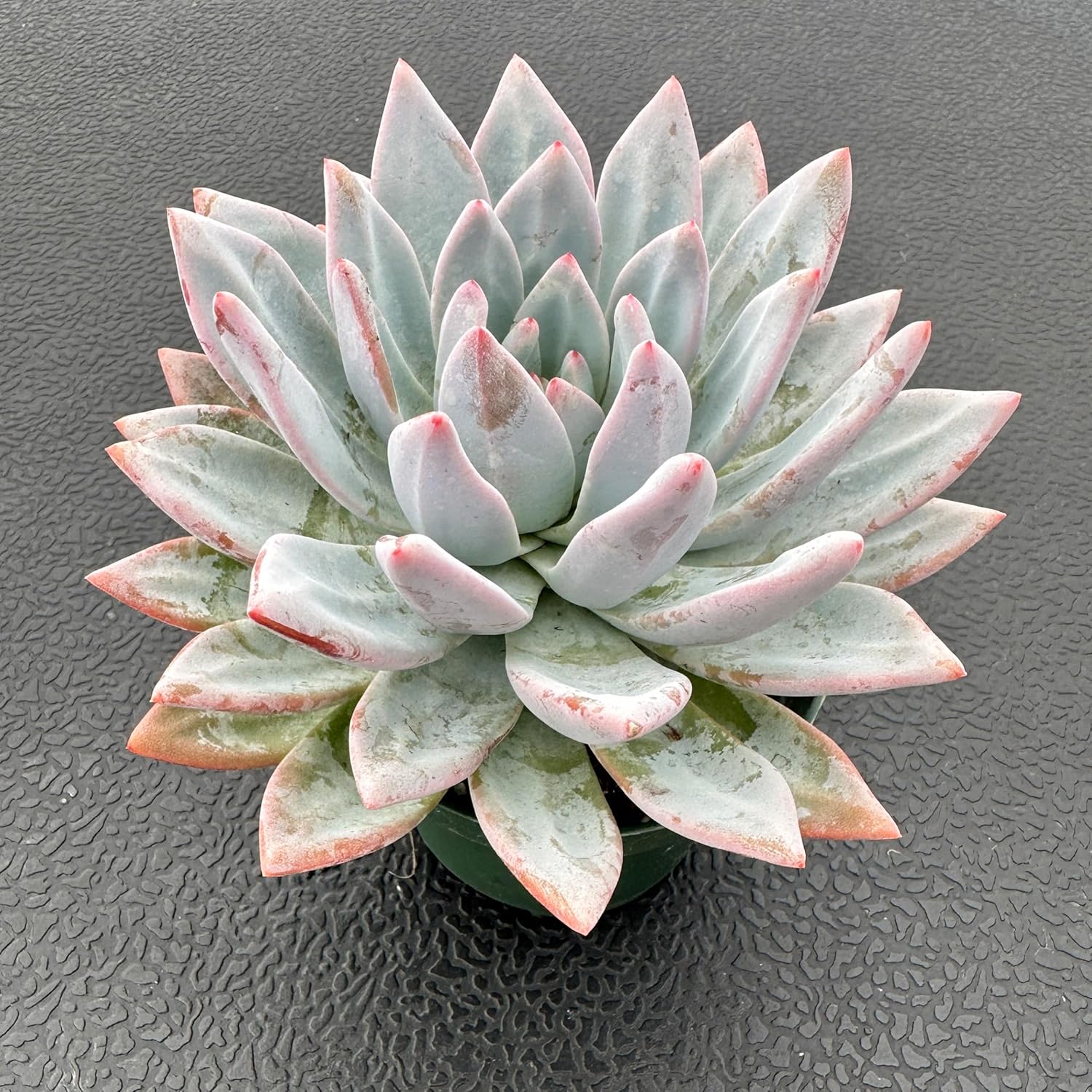 Sprout N Green Echeveria Star Snow, Live Succulent Plant Fully Rooted in 4" Pot, House Plant for Indoor Outdoor Home Office Wedding Decoration DIY Project Party Favor