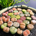 Lithops Random Mix Rare Live Succulent Plants, 30/50/100 Pcs Succulent Live Plant, Bare Root Without Pot Soil, Garden Indoor Office, Friend Plant Lovers Gifts (Large 50pcs)