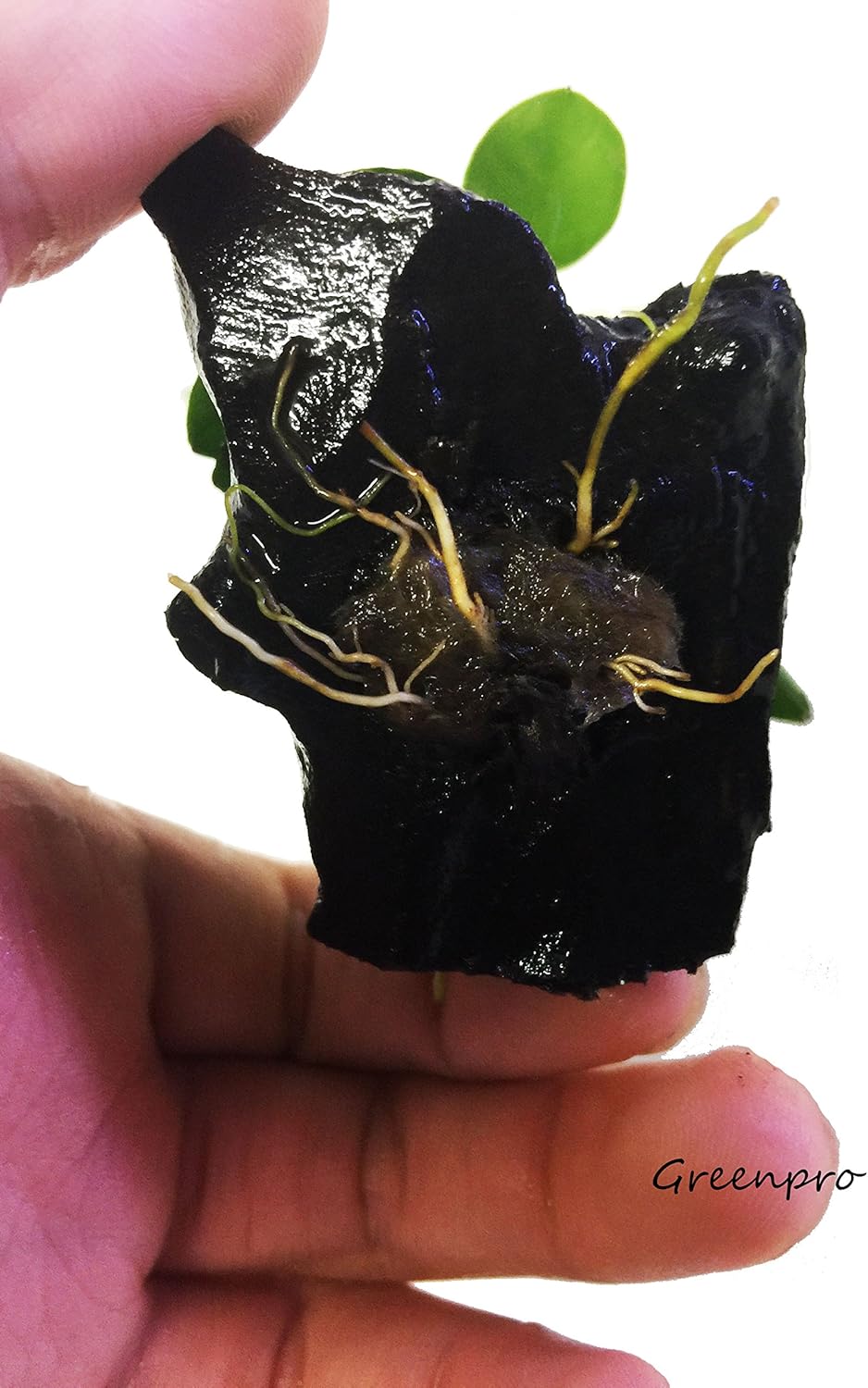 Dwarf Anubias Nana Petite on Driftwood Live Aquarium Plants Fish Tank Decorations Water Plants by Greenpro