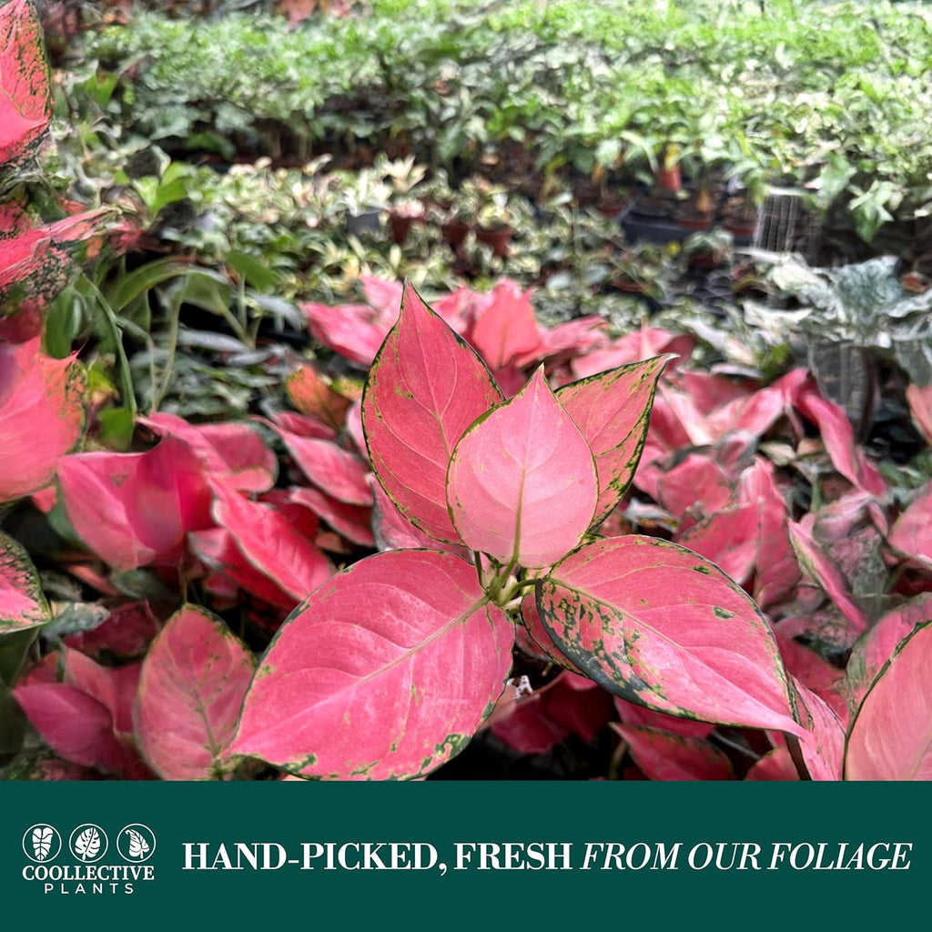 CoollectivePlants Aglaonema Beauty Pink – Live Plant in 4" Grower’s Pot, Vibrant Pink Chinese Evergreen, Easy Low Maintenance Indoor Plant, Includes UniHeat Pack for Winter Protection