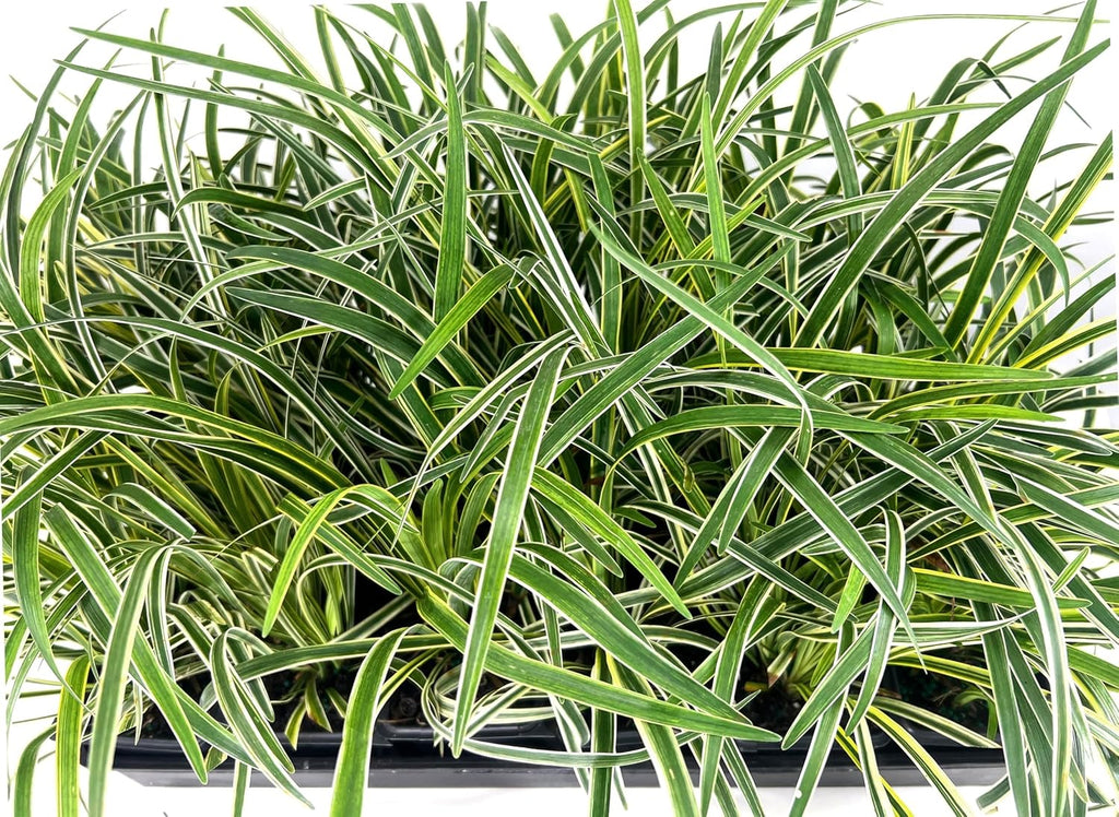 Variegated Liriope | 9 Live 4 Inch Pots | Liriope Muscari Variegata | Ornamental Ground Cover Plants | Evergreen Foliage