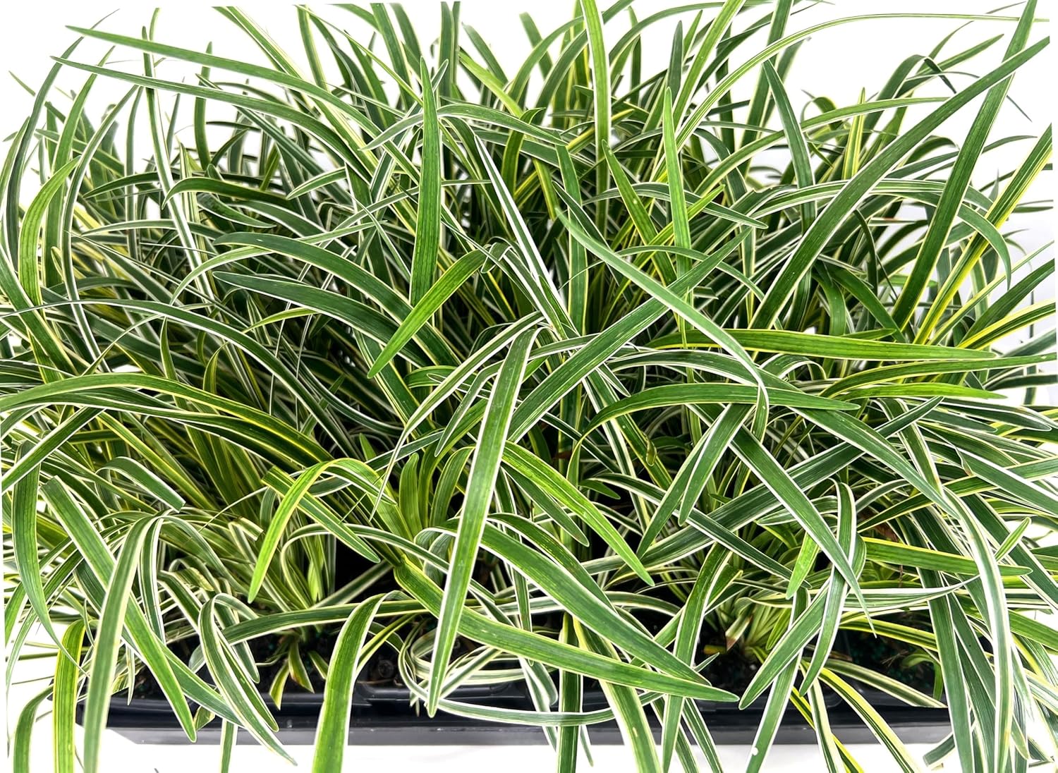 Variegated Liriope | 18 Live 4 Inch Pots | Liriope Muscari Variegata | Ornamental Ground Cover Plants | Evergreen Foliage