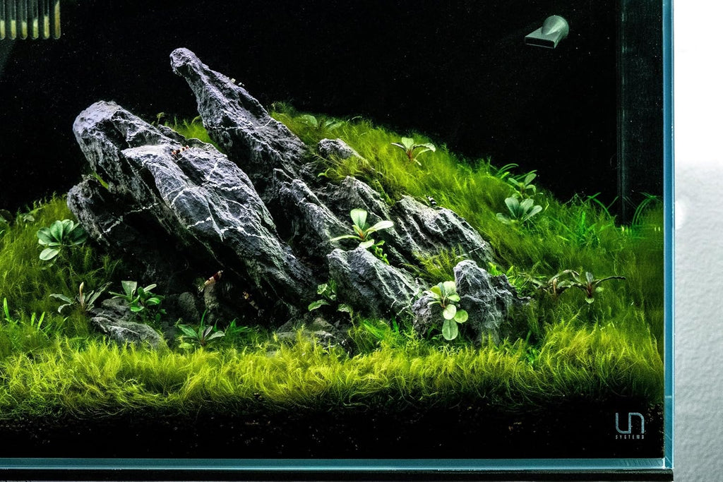 SubstrateSource Live Aquarium Plants on Driftwood, Lava Rock, Moss, Fiber Mat - Freshwater Fish Tanks - Easy, Beginner Friendly (Fissidens Fontanus on Stainless Steel, (1 Pack))