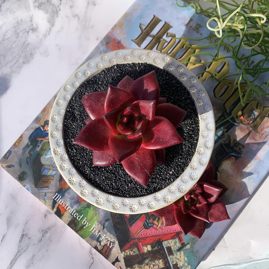 Echeveria Agavoides v Romeo Rubin Big Rare Live Succulent Plants, 1 Head 2-2.5" Bare Root Without Pot & Soil, Garden Indoor Office Desk Baby Shower Decoration, Friend Plant Lovers Gifts