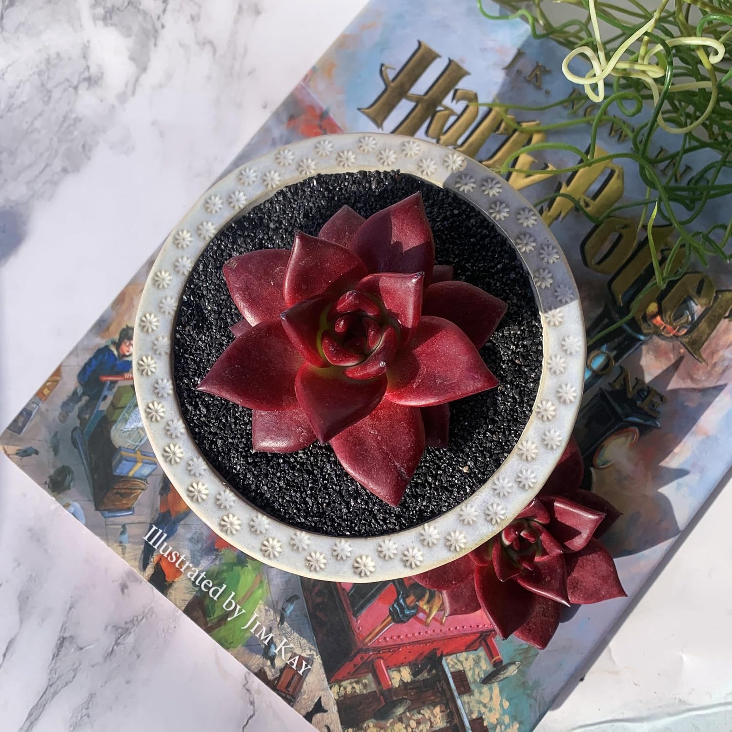 Echeveria Agavoides v Romeo Rubin Big Rare Live Succulent Plants, 1 Head 2-2.5" Bare Root Without Pot & Soil, Garden Indoor Office Desk Baby Shower Decoration, Friend Plant Lovers Gifts