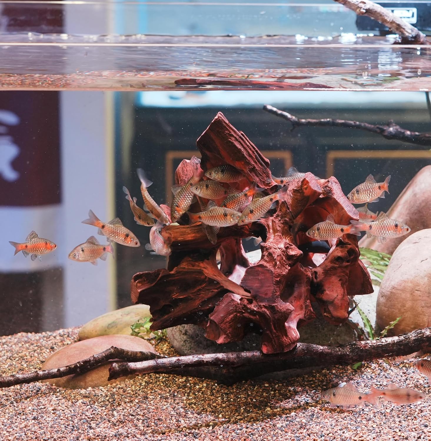 Natural Wood Aquarium Cave Betta Fish Hideout for Aquarium Fish Tank Decorations-Reptile Hide-Snake Hide-Cave for Cichlids Habitat Shelter for Crayfish Shrimp and Other Aquatic Pets 9-11.8"