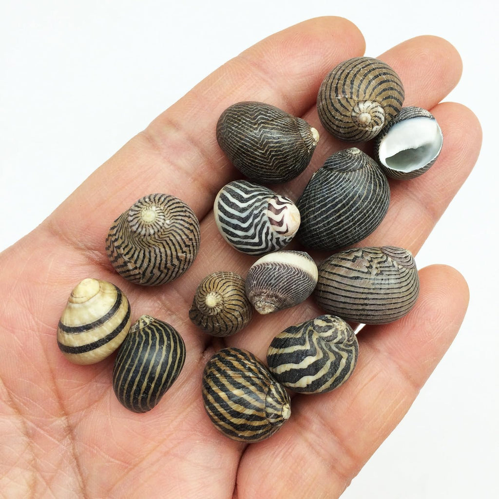 PEPPERLONELY 100 PC Zig Zag Nerite Sea Shells, 1/2 Inch ~ 3/4 Inch