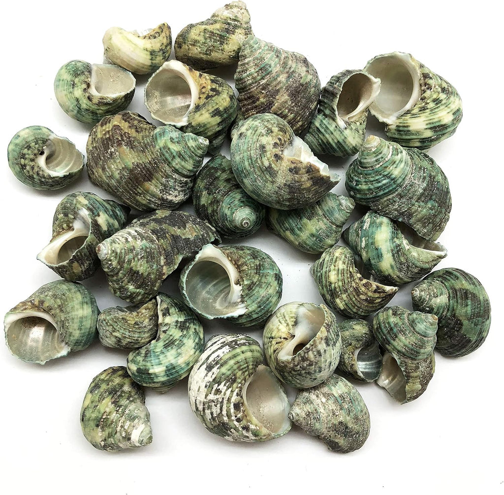 PEPPERLONELY Silver Mouth Green Turbo Hermit Crab Sea Shells, 8 OZ Apprx. 4/3 Inch ~ 1-4/3 Inch