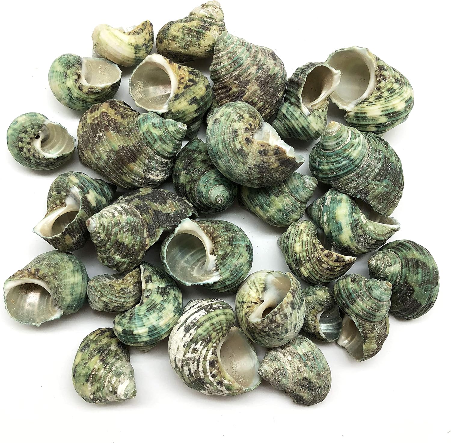 PEPPERLONELY Silver Mouth Green Turbo Hermit Crab Sea Shells, 8 OZ Apprx. 4/3 Inch ~ 1-4/3 Inch