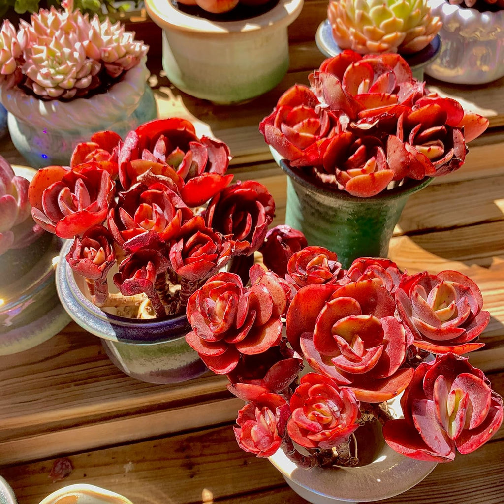 FWPP Live Succulents Plants Echeveria Suyon 4.3 inches,Rare red Succulents Bare Root Without Pot Soil, Live Plants Indoor Office Decoration Wedding and Gift