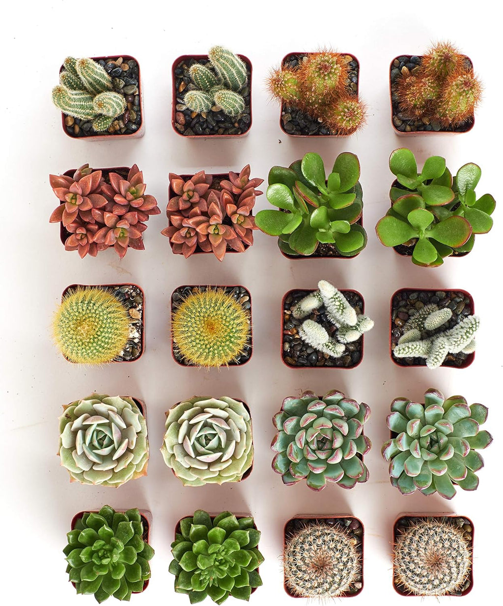 Shop Succulents Premium Live Mini Cactus and Succulent Plants in 2" Pots, Easy Care Indoor or Outdoor Gardening, Terrariums, Favors, & Contemporary Spaces with Hardy, Resilient Varieties, Pack of 32