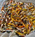 11-Lot Assorted 2"-4" Standard Fin Live Koi Fish A-Quality for Pond Garden PKF