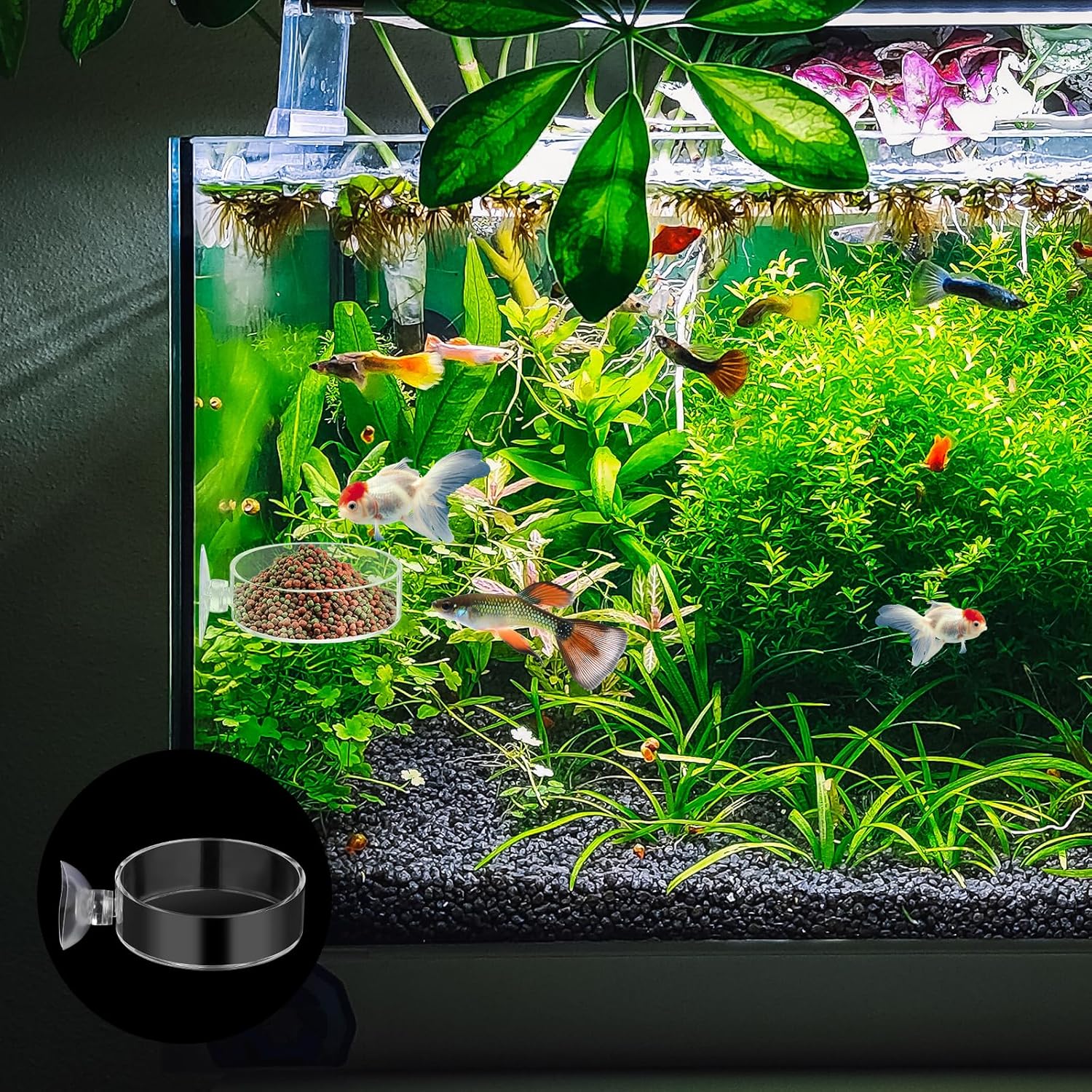 60mm Fish Tank Feeder Dish Aquarium Shrimp Feeder Dish with Suction Clear Fish Tank Feeding Bowl Round Clear Dishes Tray（2pcs）