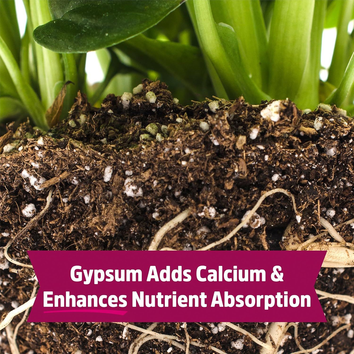 Back to The Roots 100% Organic Blood Meal | Made in The USA | Premium Nutrition for Indoor and Outdoor Plant Gardening