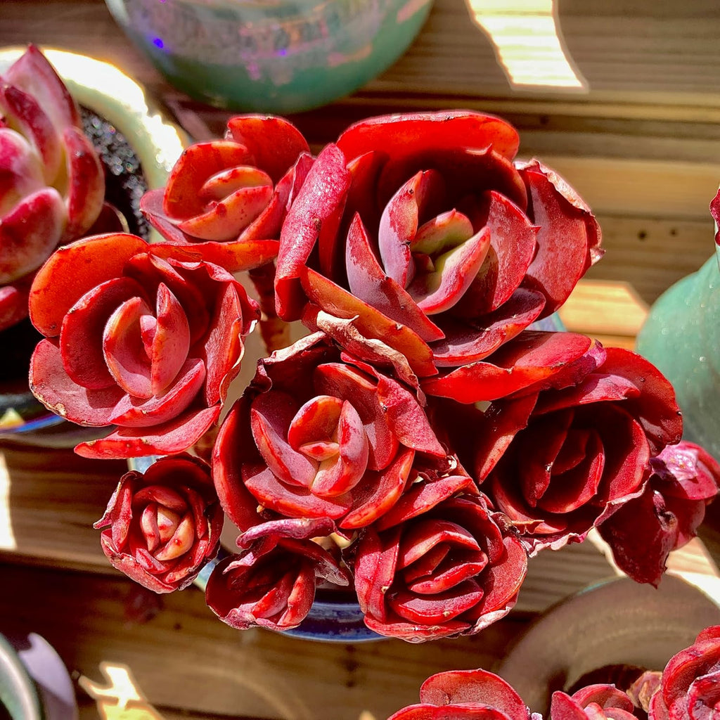 FWPP Live Succulents Plants Echeveria Suyon 4.3 inches,Rare red Succulents Bare Root Without Pot Soil, Live Plants Indoor Office Decoration Wedding and Gift