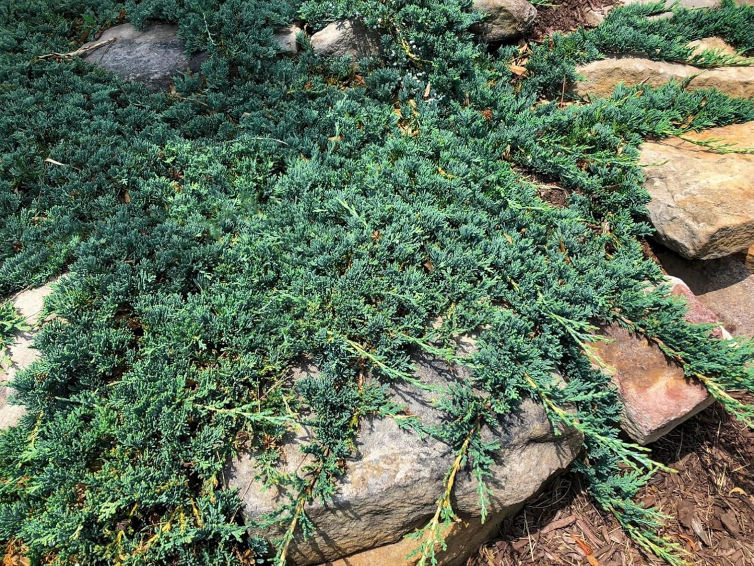 Blue Rug Juniper Wiltonii | 3 Live 4 Inch Plants | Juniperus Horizontalis | Creeping Ground Cover, Low Maintenance Shrub, Drought Tolerant, Evergreen Foliage, Fast Growing, Erosion Control