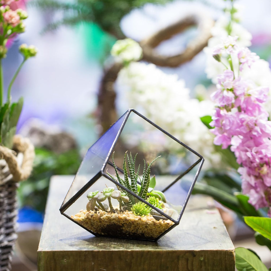 NCYP Small 3.93 Inches Geometric Glass Terrarium Box, Inclined Cube Clear Decorative Planter, Tabletop Air Plant Holder, Succulent Display Flower Pot, Black Centerpiece (No Plants, No Lid)