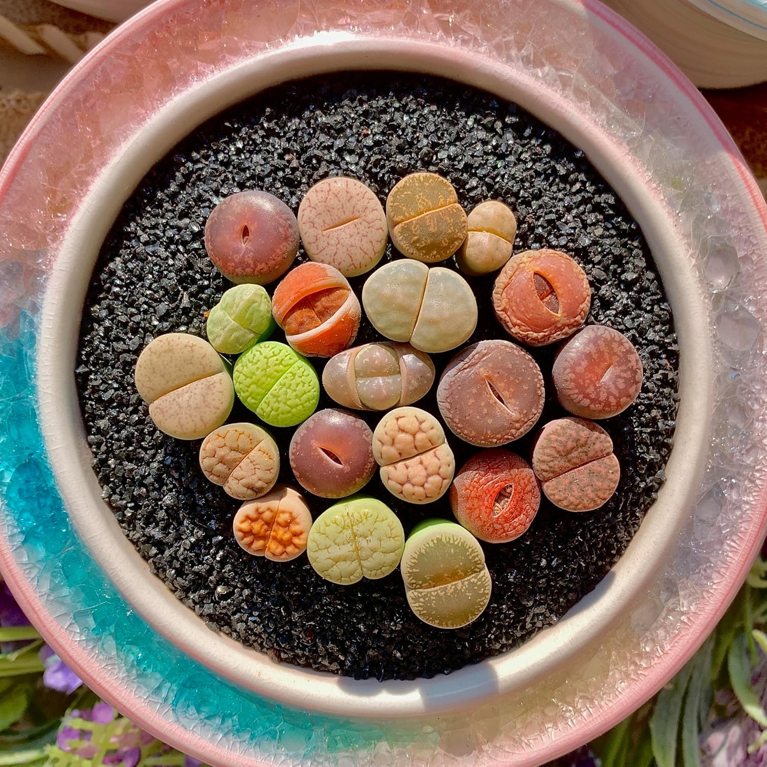 Lithops Succulent Plants Live – 0.4-0.6" 30 Pcs Rare Living Stones Mix, Succulents Bare Root Without Pot & Soil, Easy-Care Indoor Office Desk Decoration, Unique Plant Gifts for Succulent Lovers