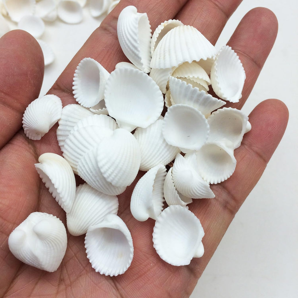PEPPERLONELY Small White Clam Rose Sea Shells, 8 OZ, 1/3 Inch ~ 3/4 Inch