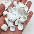 PEPPERLONELY Small White Clam Rose Sea Shells, 8 OZ, 1/3 Inch ~ 3/4 Inch