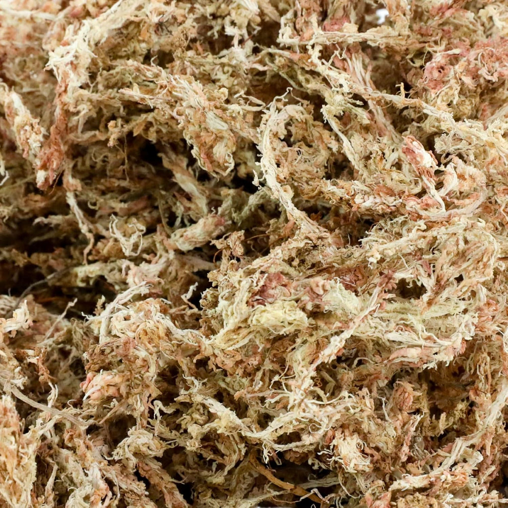 Mossify Premium Sphagnum Moss for Plants 5kg, 11 lbs - Long Fiber Moss for Plants Indoor, Orchids, Terrariums, Gardening, Reptiles – Moisture Plant Moss for Propagation, Soil & Habitat Bedding