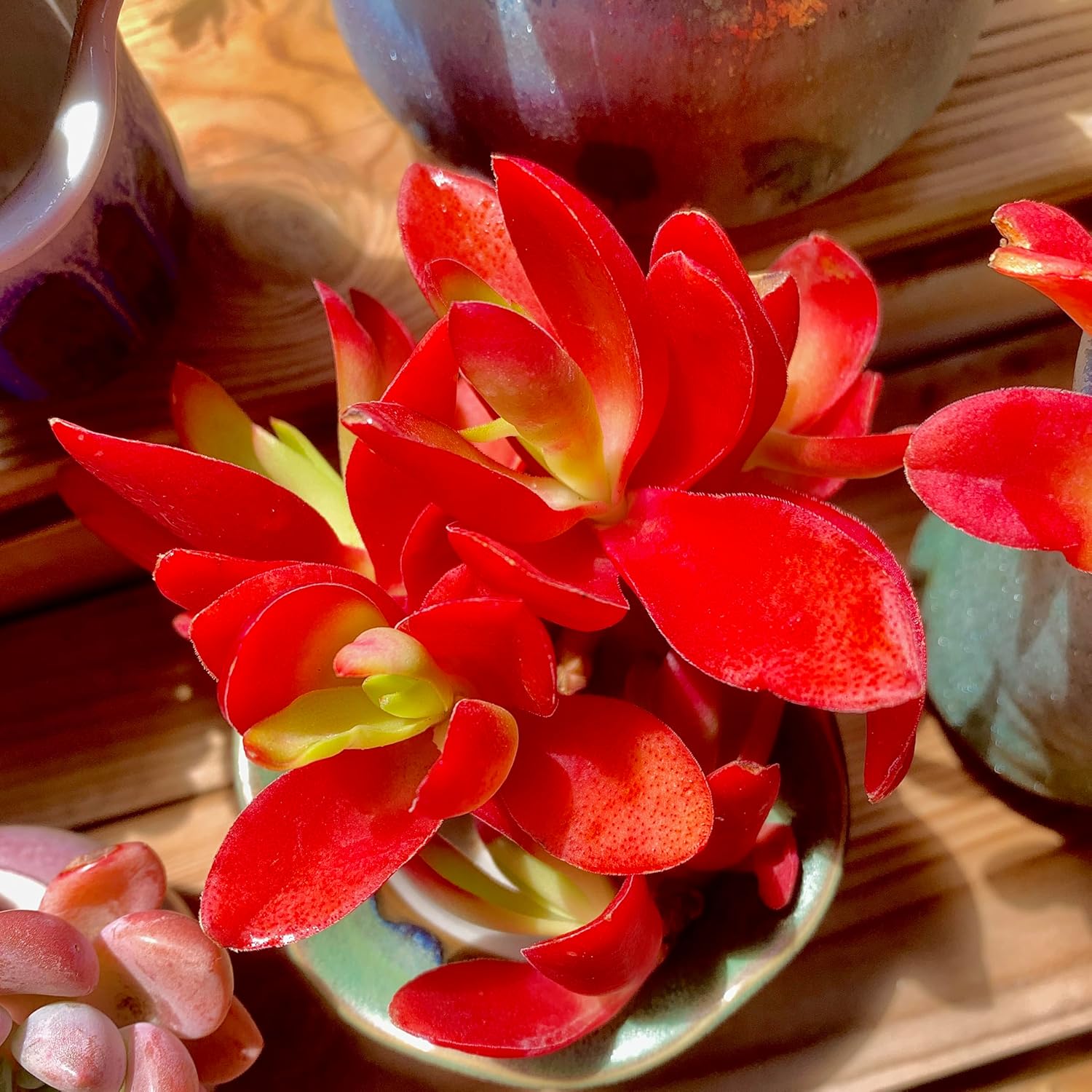 FWPP Crassula capitella 'Campfire' Live Succulent Plant in 3 Inch, Bright Red Leaves, Bare Root Without Pot Soil, Low Maintenance Houseplant, Great Gift for Plant Lovers & Home Decor
