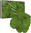 TurelinnG Preserved Moss Decor - Real Forest Moss, Moss for Crafts, Flexible for DIY Crafts, Home, Wall, Terrarium, Art Projects(Natural Green 2 sq.ft)
