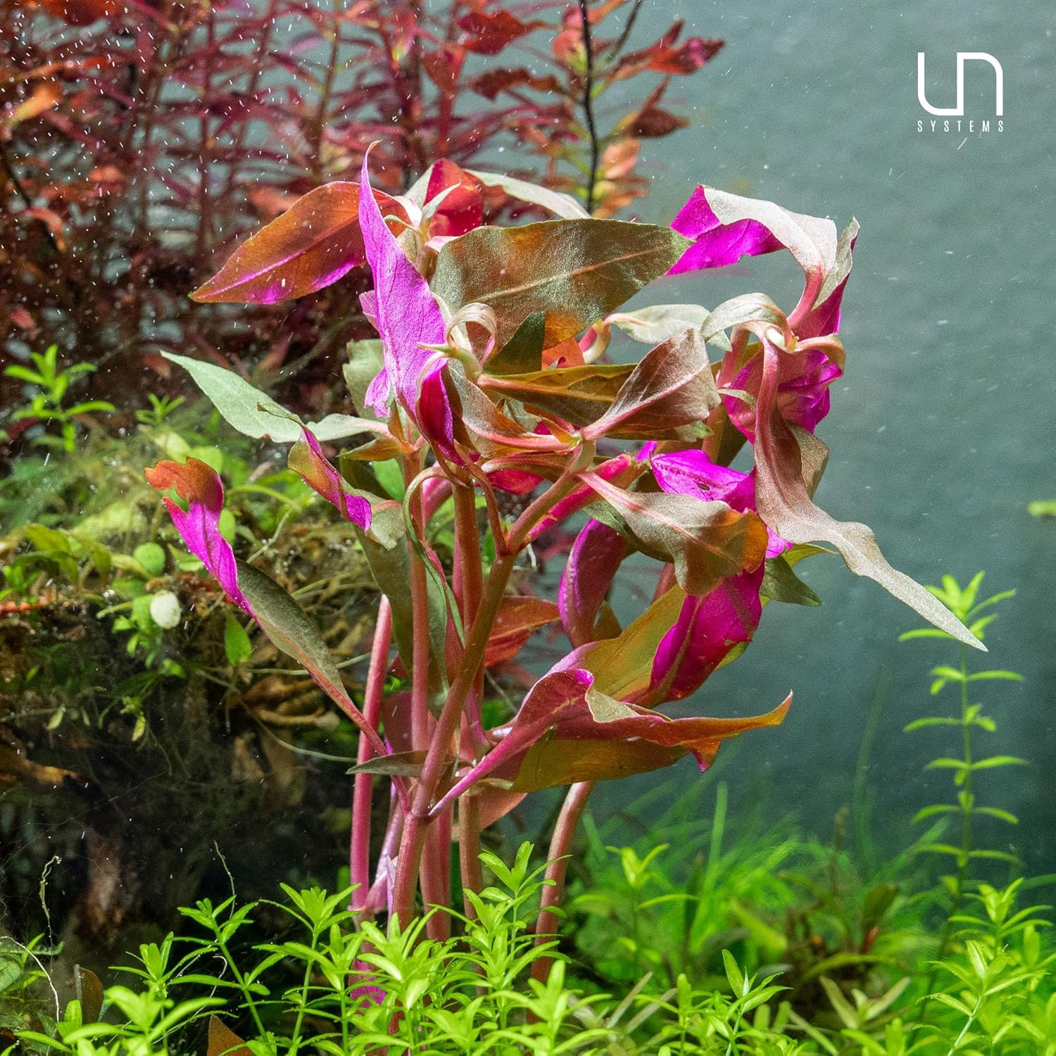 Ultum Nature Systems Alternanthera Reineckii Rosaefolia Red Stem Tissue Culture Live Plant for Aquarium, Aquascape, Freshwater Fish Tanks - 100% Snail Free in Vitro