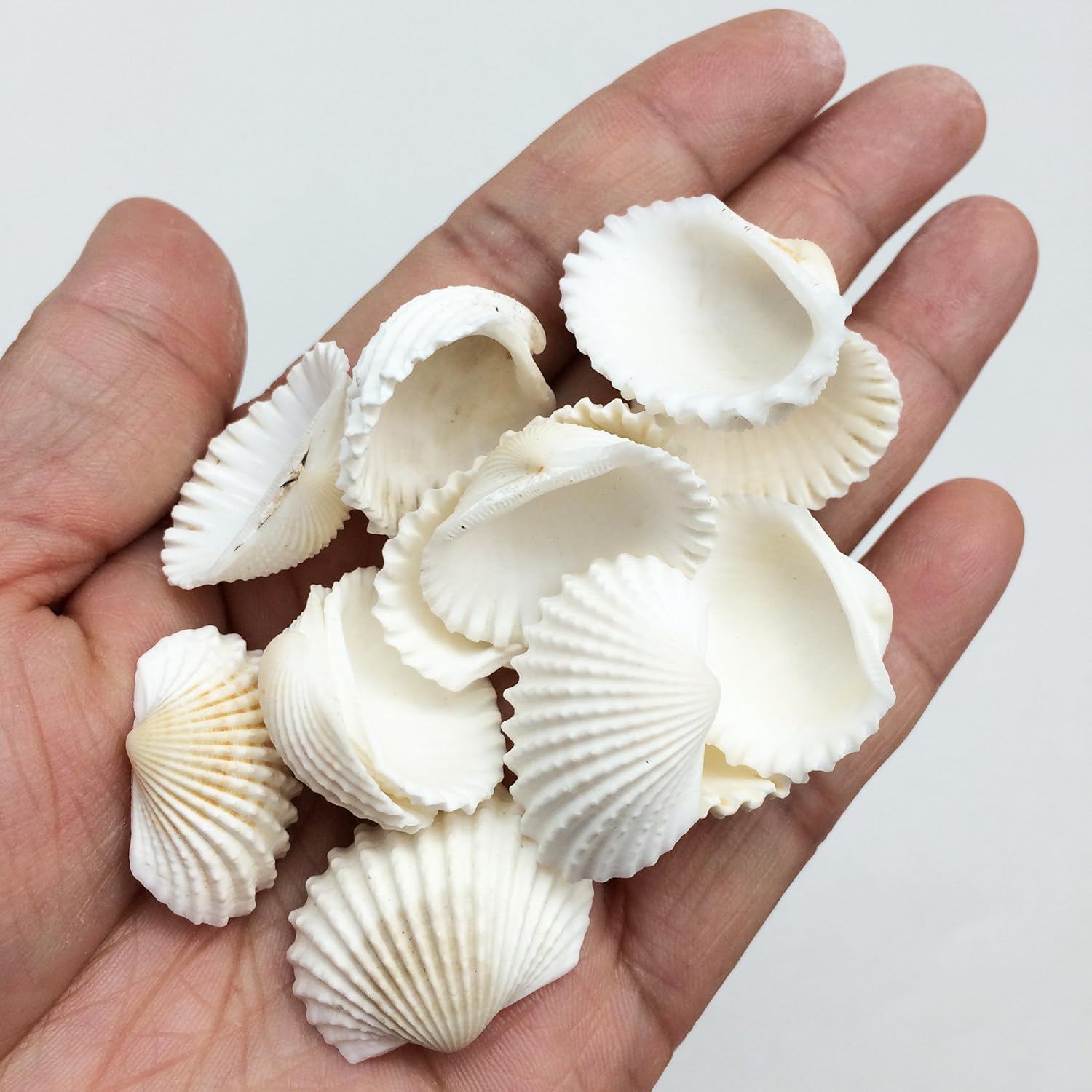 PEPPERLONELY White Cardium Ribbed Cockle Shells, 8 OZ Apprx.110+ PC Shells, 3/4 Inch ~ 1-1/2 Inch
