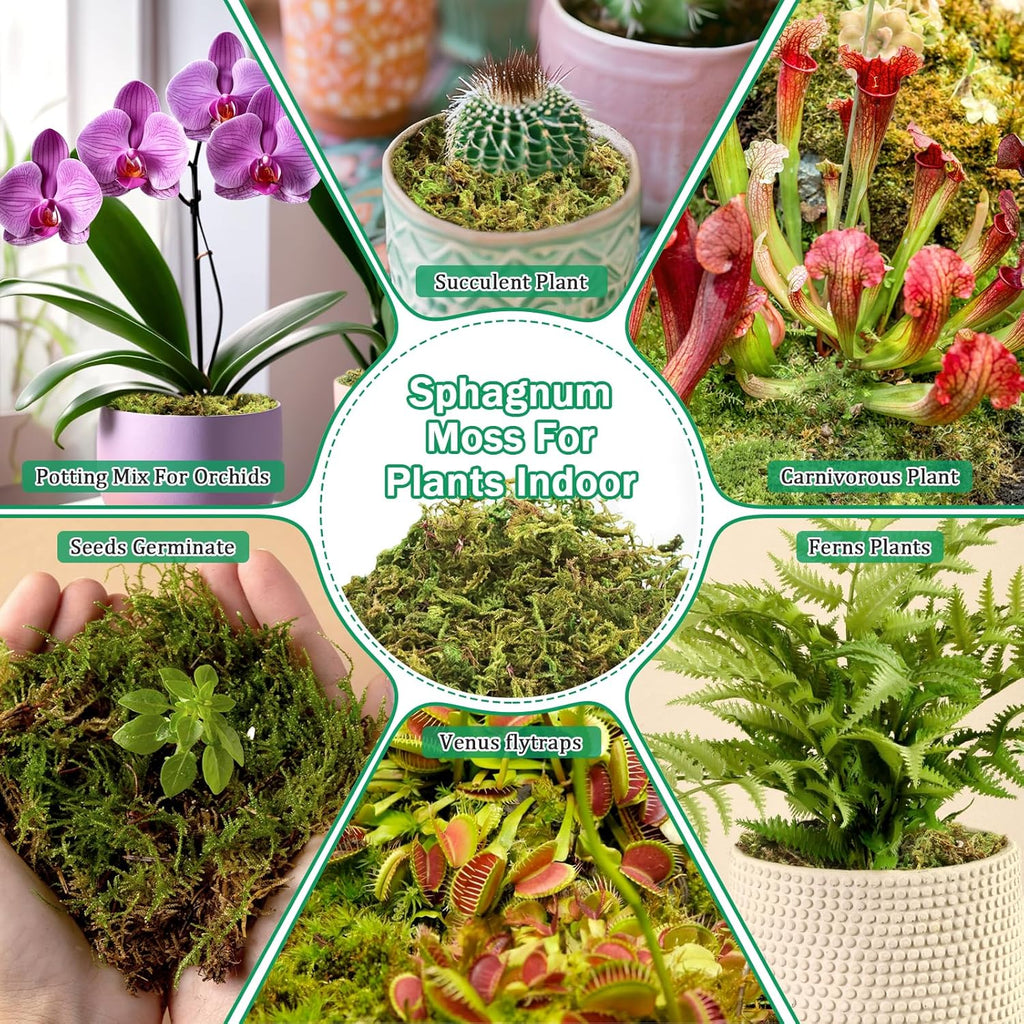 Riare 2.8LBS Premium Sphagnum Moss for Plants- 55QT Natural Dried Plant Moss for Potted Plants, Orchid Moss for Repotting, Soft Green Decorative Moss for Succulents, Reptiles & DIY Crafts