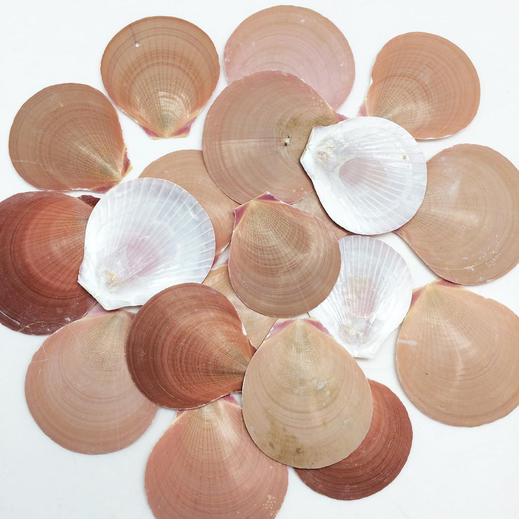 PEPPERLONELY 20PC Brown Sun & Moon Flat Shells Scallop Sea Shells, 2 Inch ~ 3 Inch