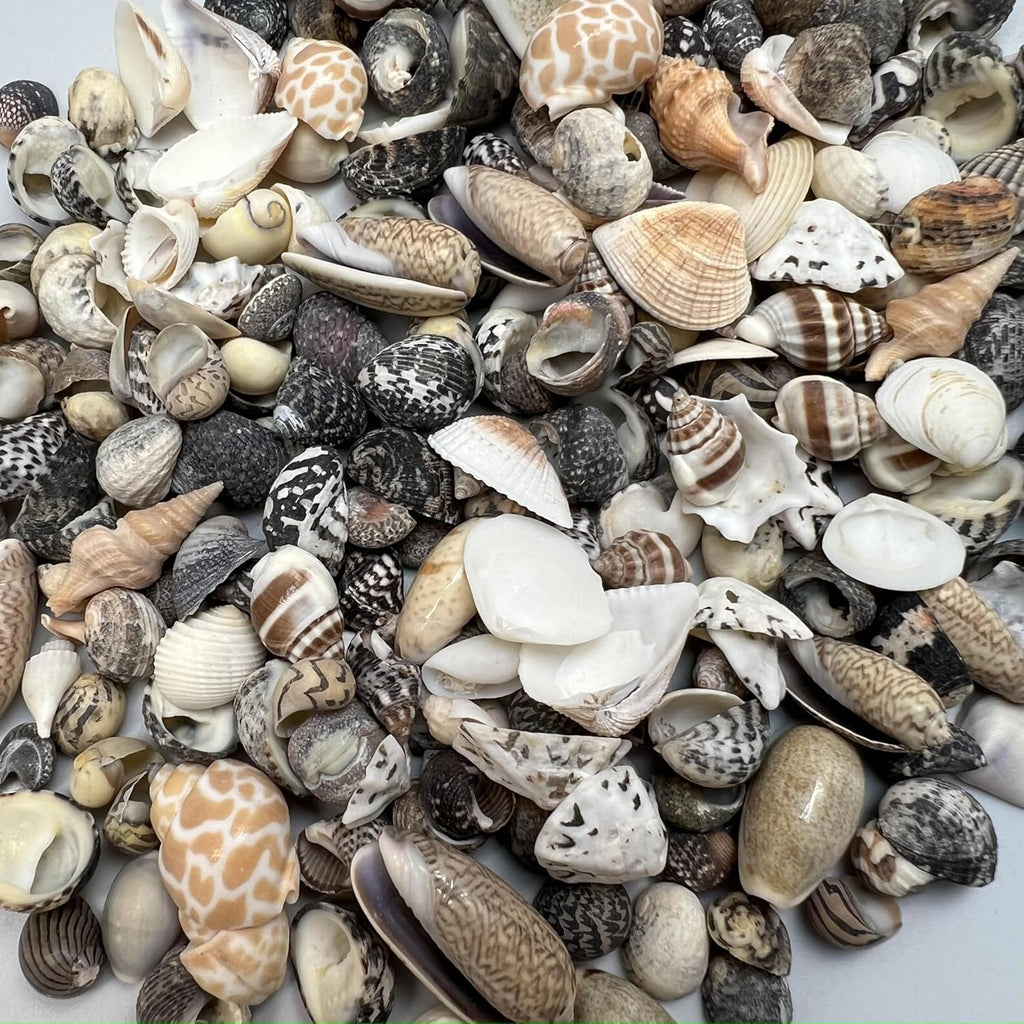 PEPPERLONELY Indian Ocean Small Mix Sea Shells, Small Shells Mixed, 8 OZ Apprx, 1/4 Inch ~ 1 Inch