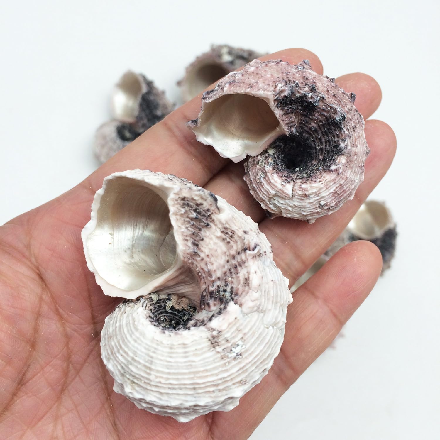 PEPPERLONELY 12PC Pink Delphinula Hermit Crab Sea Shells, 1-1/4 Inch ~ 2-1/2 Inch
