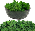 Moss Preserved Artificial Moss 8.8 oz Natural Fresh Green Moss for Craft Arts Floral Project Wall Decor Table Decor Wedding Centerpieces Garden Terrariums Decoration -MidGreen