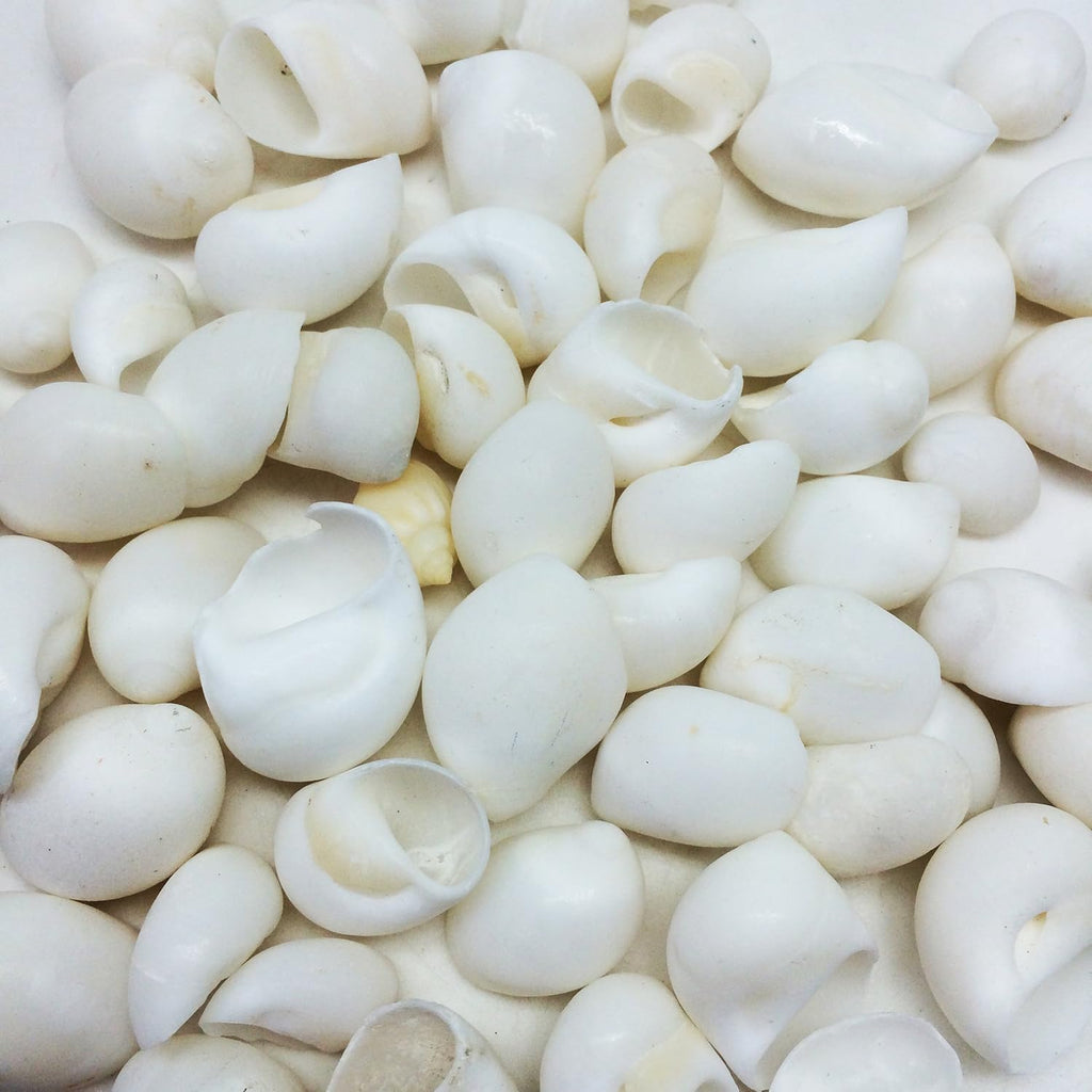 PEPPERLONELY White Natica Snail Sea Shells, 8 OZ Apprx.60+ PC Shells, 3/4 Inch ~ 1-1/4 Inch