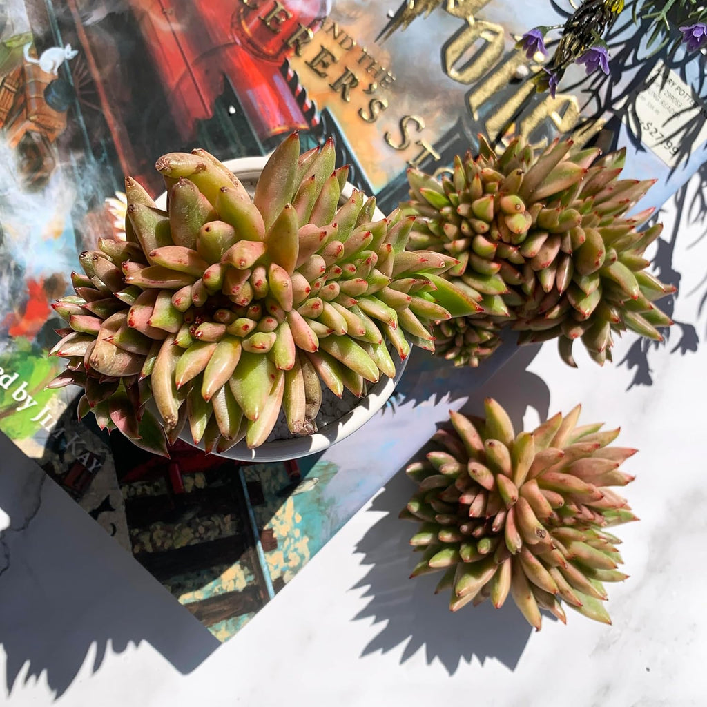 Echeveria Ek Soul Variegated Crested Rare Live Succulent Plants, 3.5" Bare Root Without Pot & Soil, Garden Indoor Office Desk Baby Shower Decoration, Friend Plant Lovers Gifts