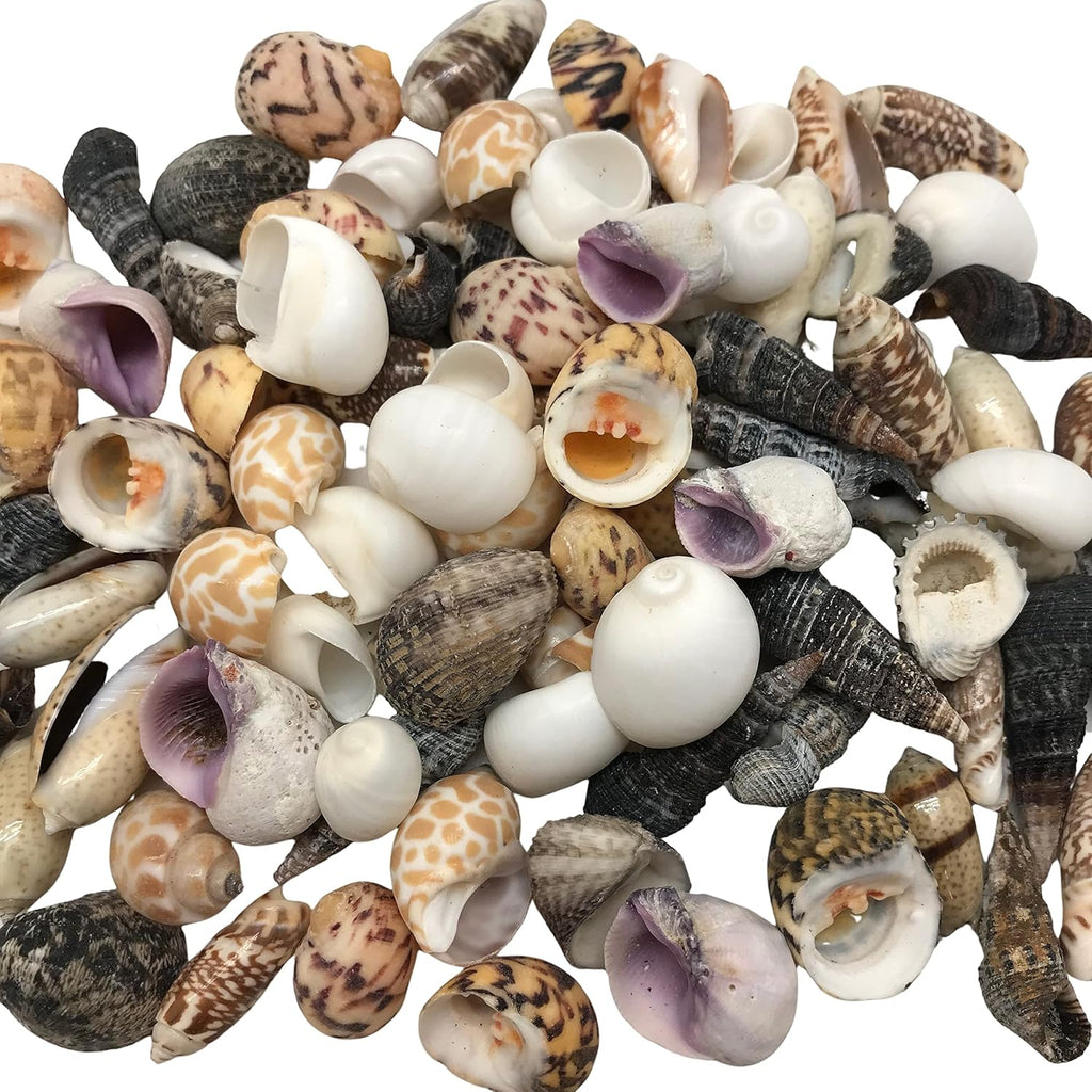 PEPPERLONELY Indian Ocean Small Mix Sea Shells, 6 oz Small Shells Mixed, 1/2 Inch ~ 1-1/4 Inch