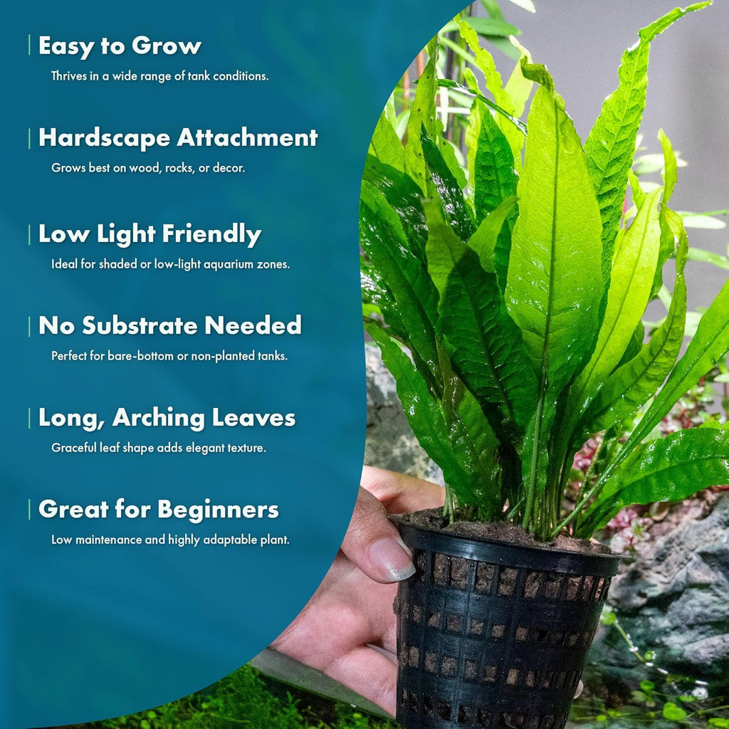 SubstrateSource Live Plants - Java Fern (Microsorum pteropus) - Low to Medium Light Aquarium Display, Bright Green Accent, Midground Aquascaping, Freshwater Rhizome Aquatic Plant - Pot