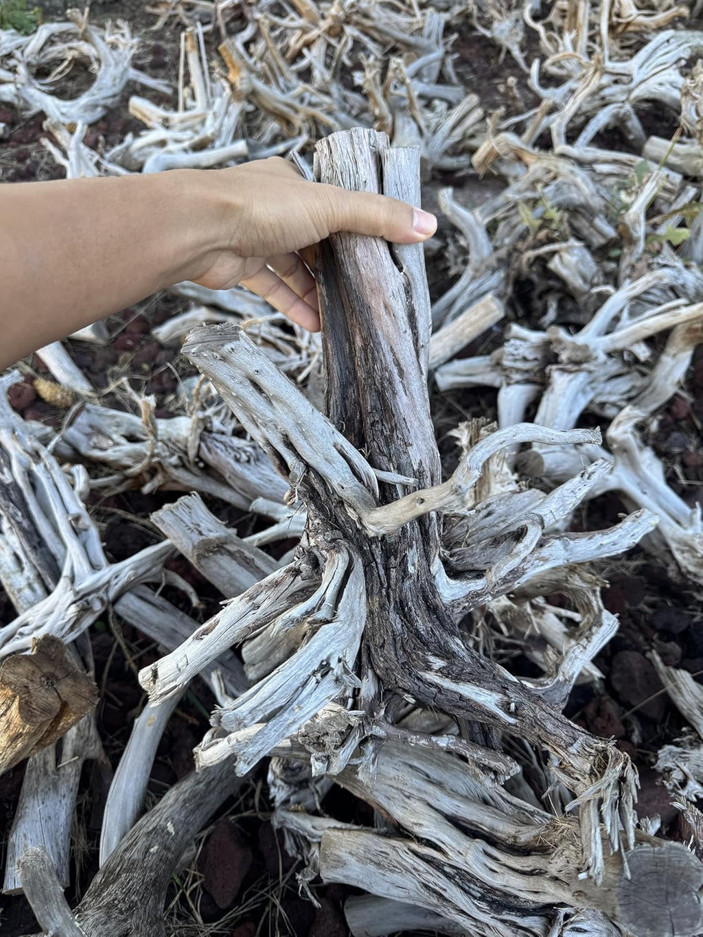 Azil Natural Driftwood (17'' - 20'') 1psc. Perfect Aquarium Decoration! Ideal for Fish Tanks, Freshwater Aquariums, terrariums, aquascaping