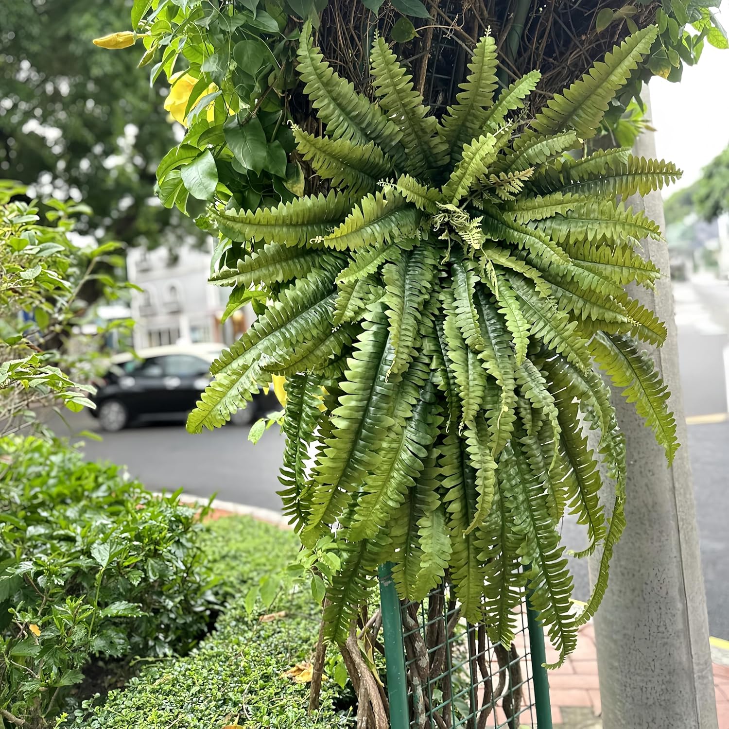 Fake Fern, 68" Large Artificial Ferns for Outdoors & Indoors, UV Resistant Faux Boston Fern Greenery with Lush Long Leaves Suitable for Planters Porch Windowsills Garden Home Decor, Hanging or Potted