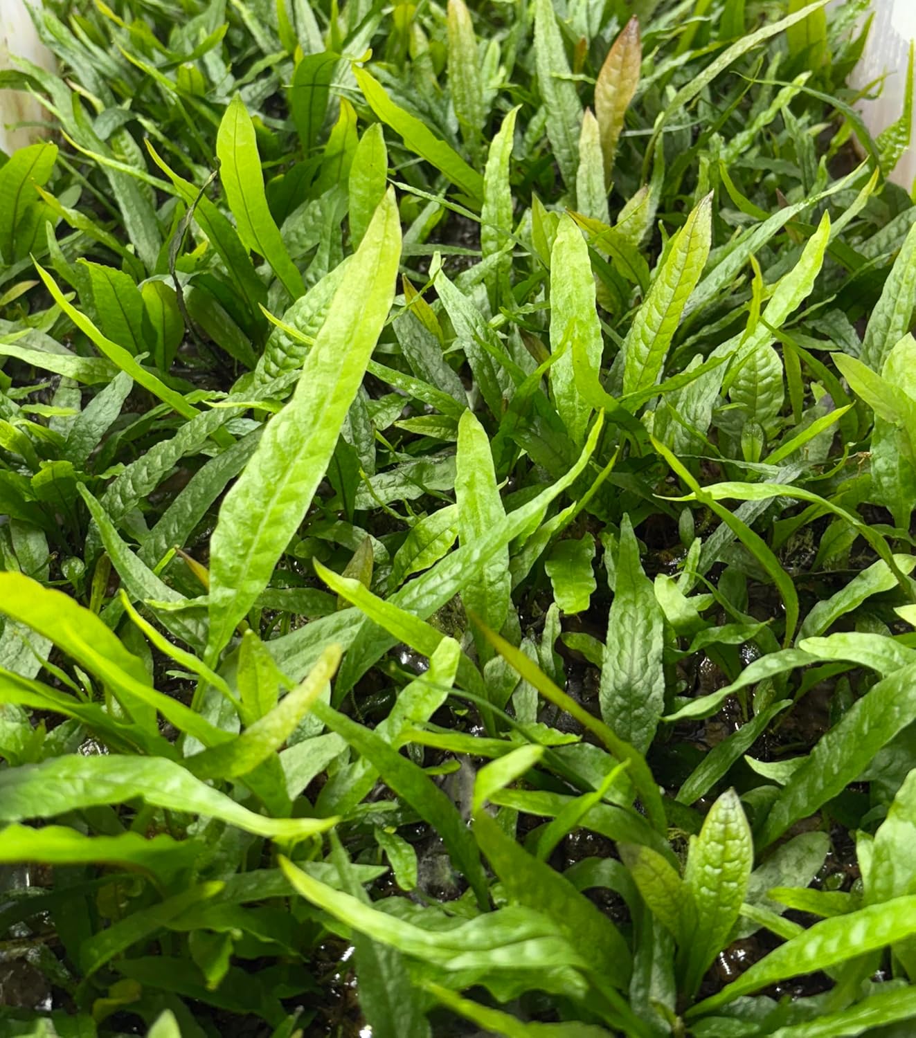 Pack of 2 Java Fern Microsorum Pteropus Easy Live Aquarium Plants